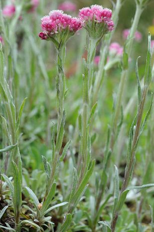 Antennaria dioica 'Rubra' 