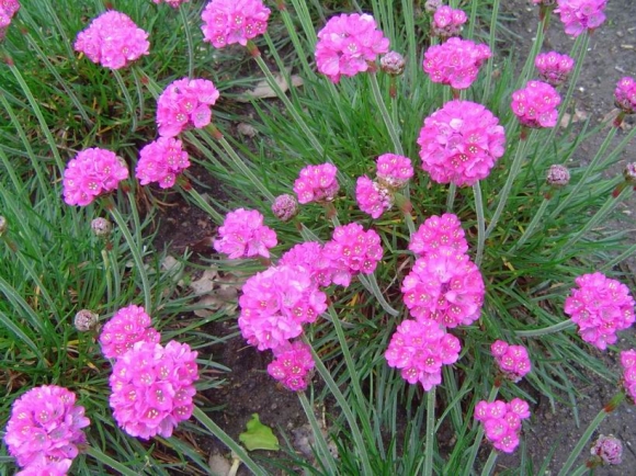 Armeria maritima splendens 