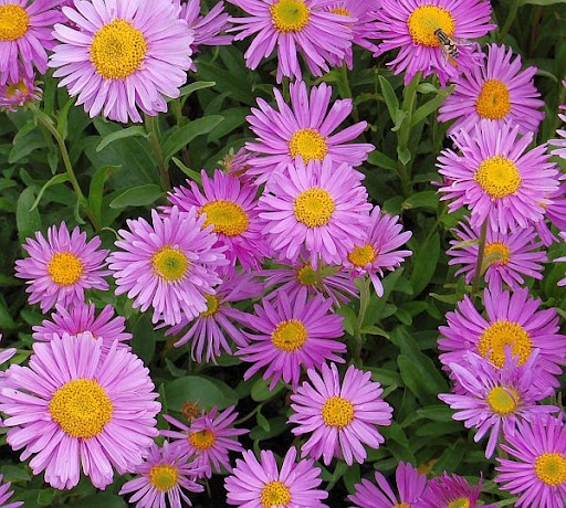 Aster alpinus 'Happy End'