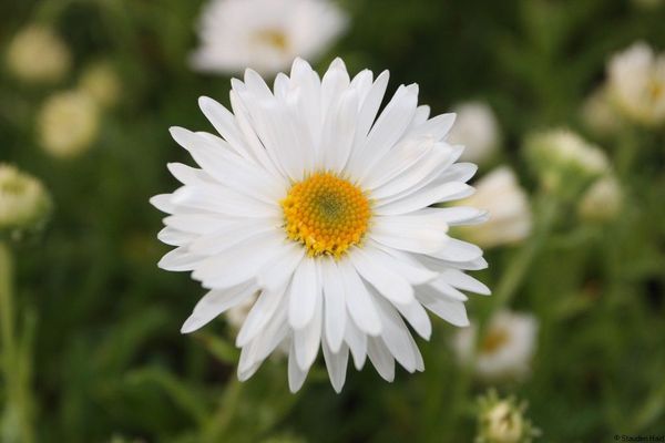 Aster alpinus 'Weiße Schöne'