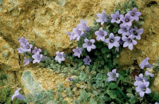 Aubrieta deltoides 'Blue Beauty'