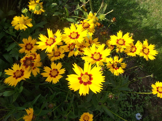 Coreopsis grandiflora heliot 