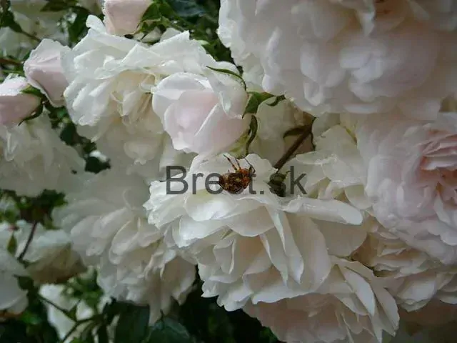 Rosa 'Sea Foam'  Pôdopokryvná