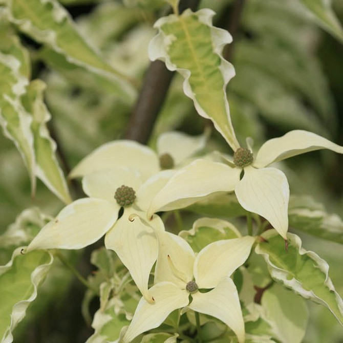 Cornus kousa "Pepe Limbo"