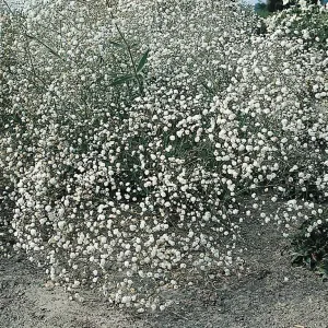 gypsophila paniculata snowflake