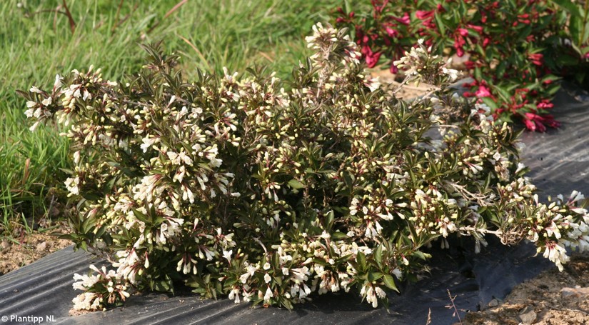 Weigela 'Black and White'®