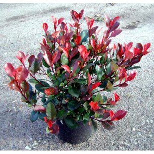 Photinia litle red robin
