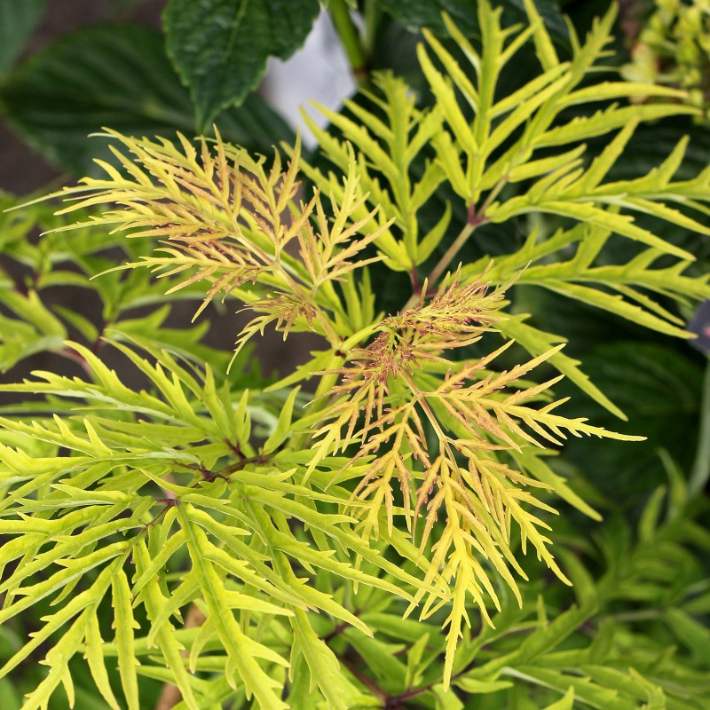 sambucus nigra golden tower  