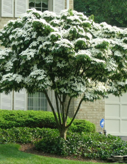 Cornus kousa 'Chinensis'