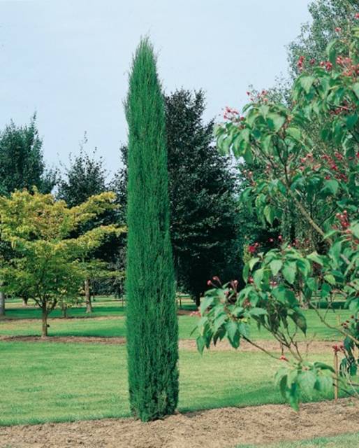 Cyprus vždyzelený 'Totem' 25-40cm