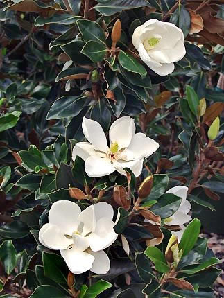 Magnolia grandiflora 'Little Gem' 9cm