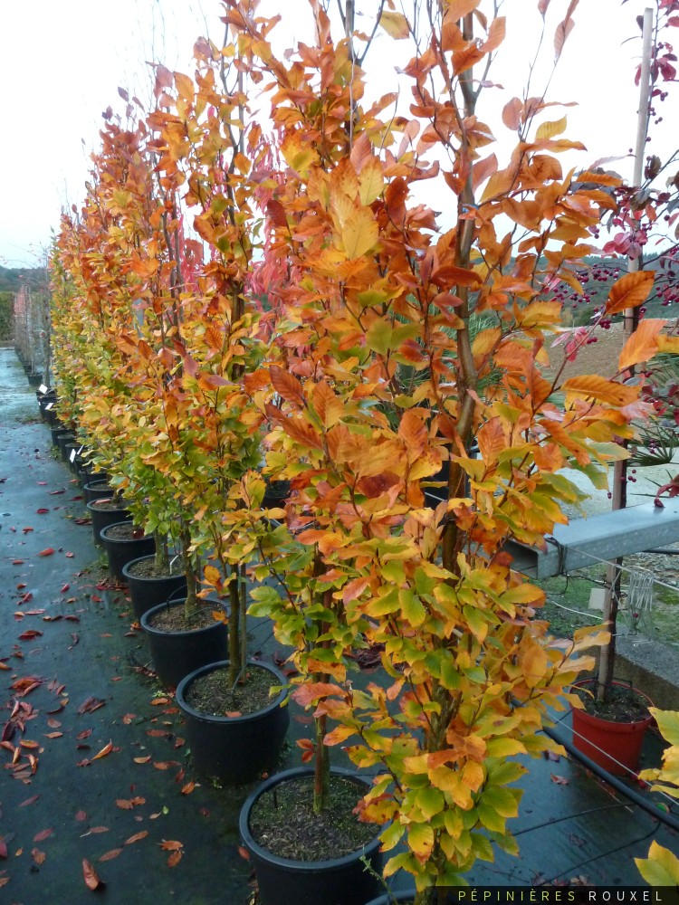 Fagus orientalis 'Iskander'