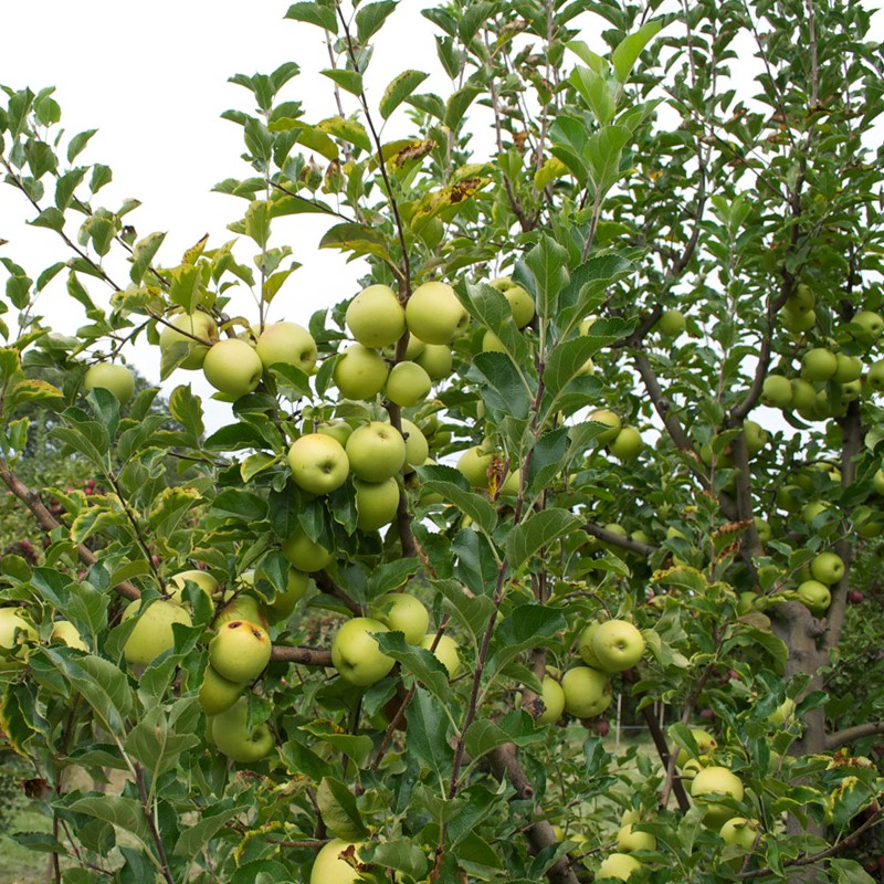 Jabloň 'Golden Delicious'