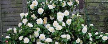 camellia japonica brushfield's yellow