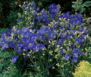 Delphinium grandiflorum 'Delphix Blue'