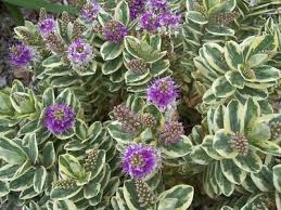Hebe variegata