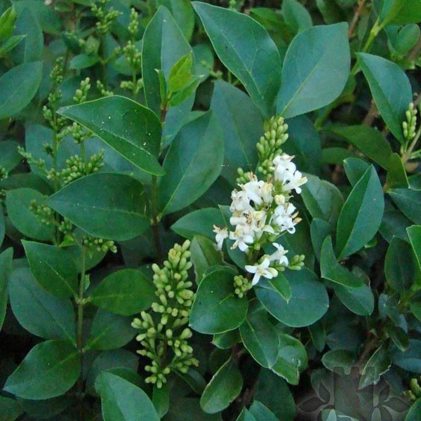 Ligustrum japonicum