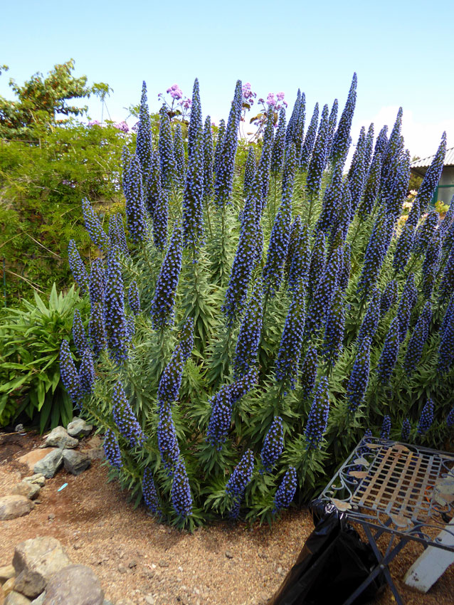 Echium