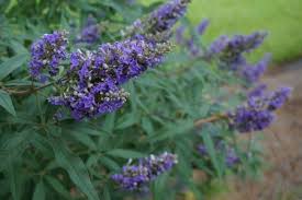 Vitex agnus compacta
