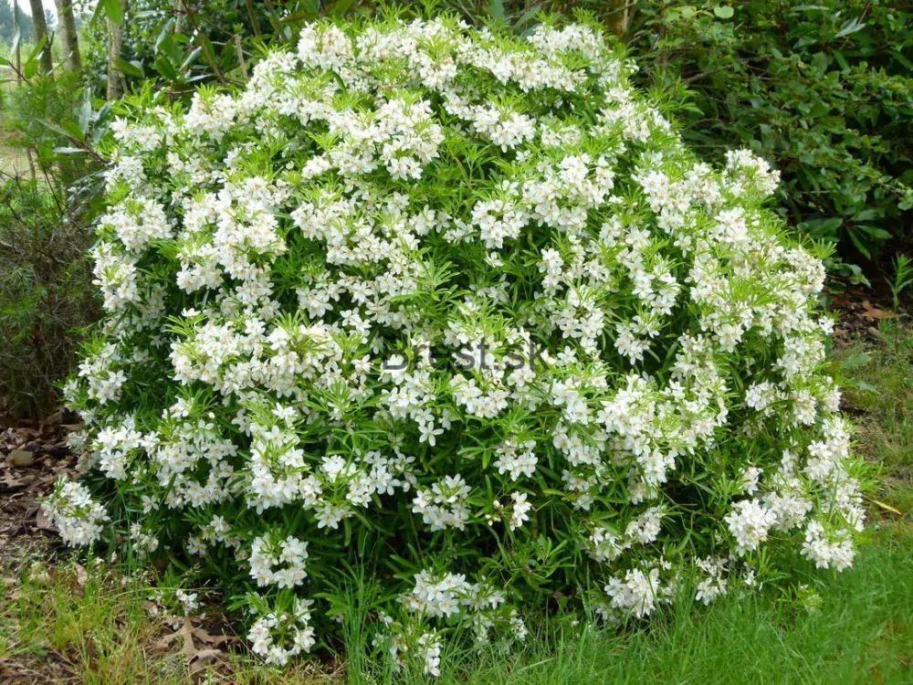 Choisya ternata 'Aztec Pearl'