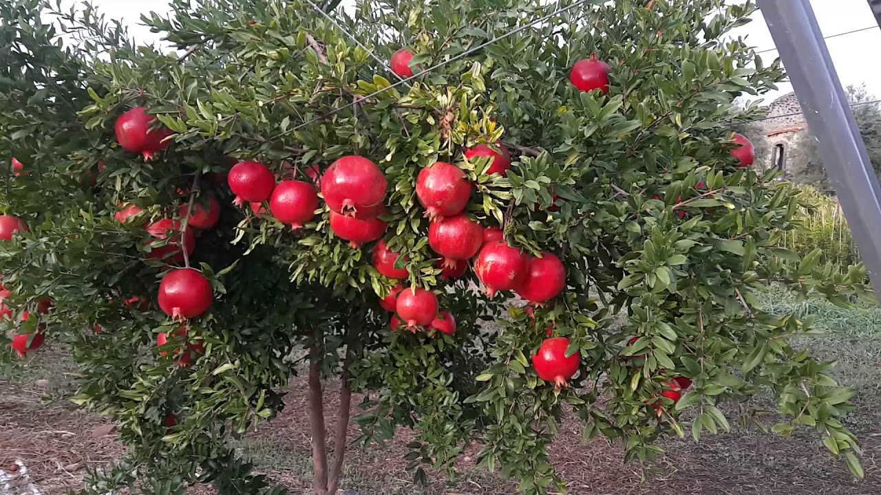 Granátovník  červený