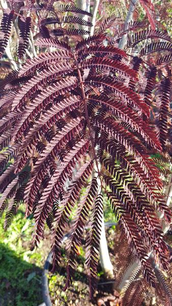 Albizia julibrissin 'Summer Chocolate'