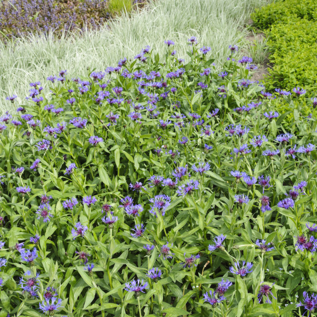 Centaurea grandiflora