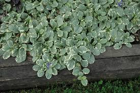 ajuga reptans Variegata