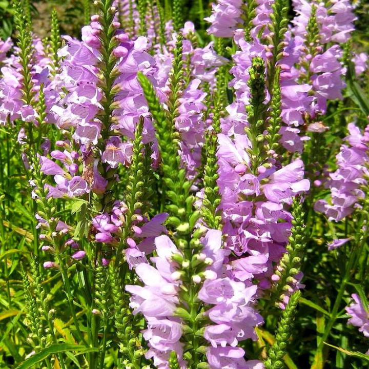 Physostegia virginiana rosea