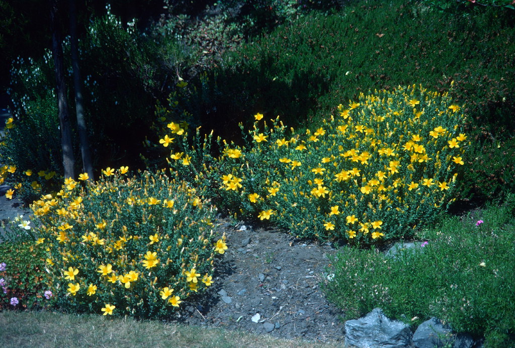 Hypericum polyphyllum