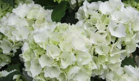 Hydrangea macr. 'Snowball'