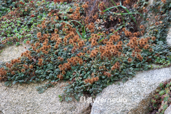 Acaena microphylla 'Kupferteppich'