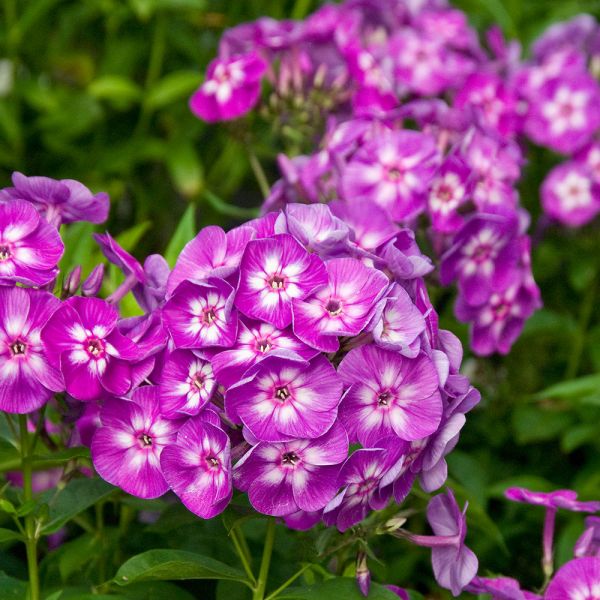 phlox paniculata Little Laura