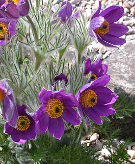 Pulsatilla vulgaris 'Violet blue'