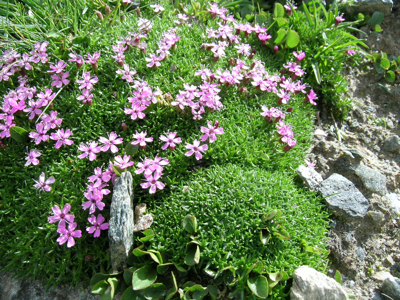 Silene acaulis 