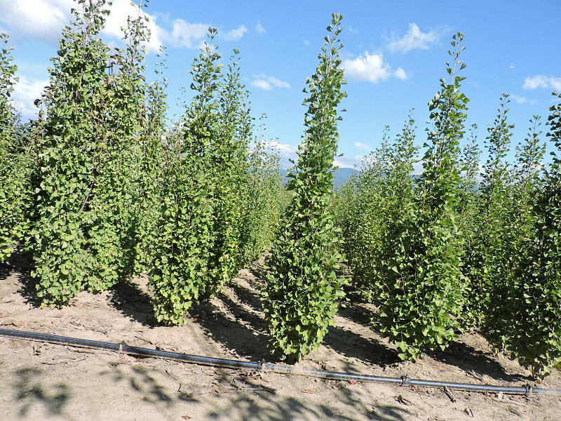 Ginkgo biloba eiffel