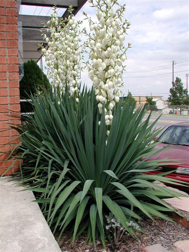 Yucca gloriosa