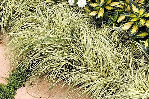 Carex morrowii 'Aureovariegata'  