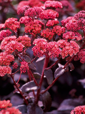 Sedum 'Purple Emperor' 