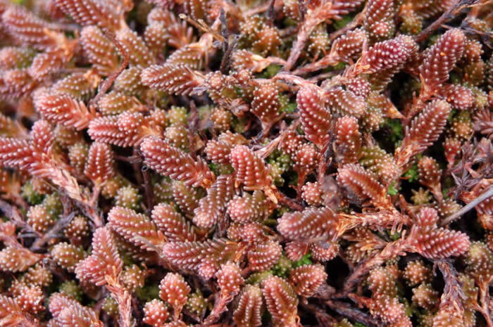 Sedum sexangulare 
