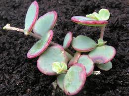 Sedum sieboldii  