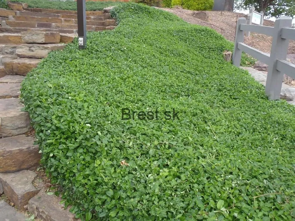 EUONYMUS fortunei Darts blanket