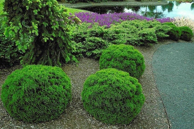 Thuja occidentalis 'Danica'