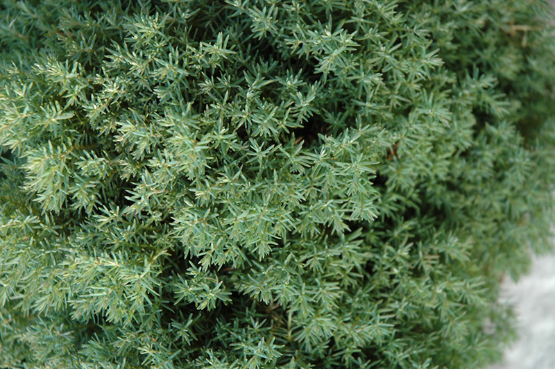 Thuja occidentalis 'Teddy'