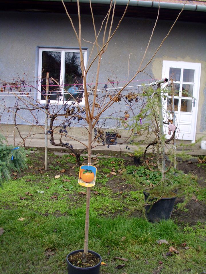 Hurmi kaki TIPO, kuriérom