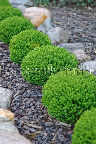 Hebe 'Emerald gem'