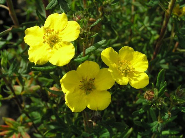 Potentilla fruticosa 'Goldfinger' 9x9cm