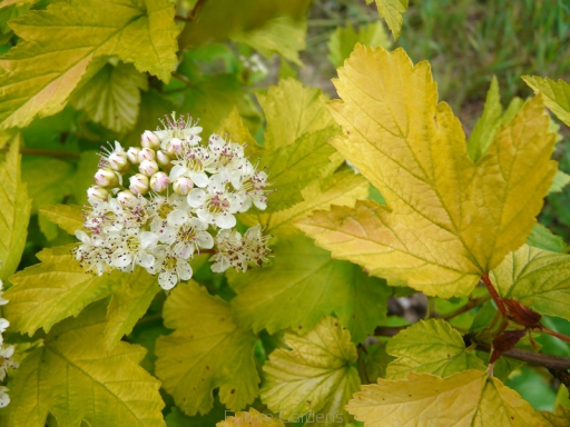 physocarpus opulifolius luteus