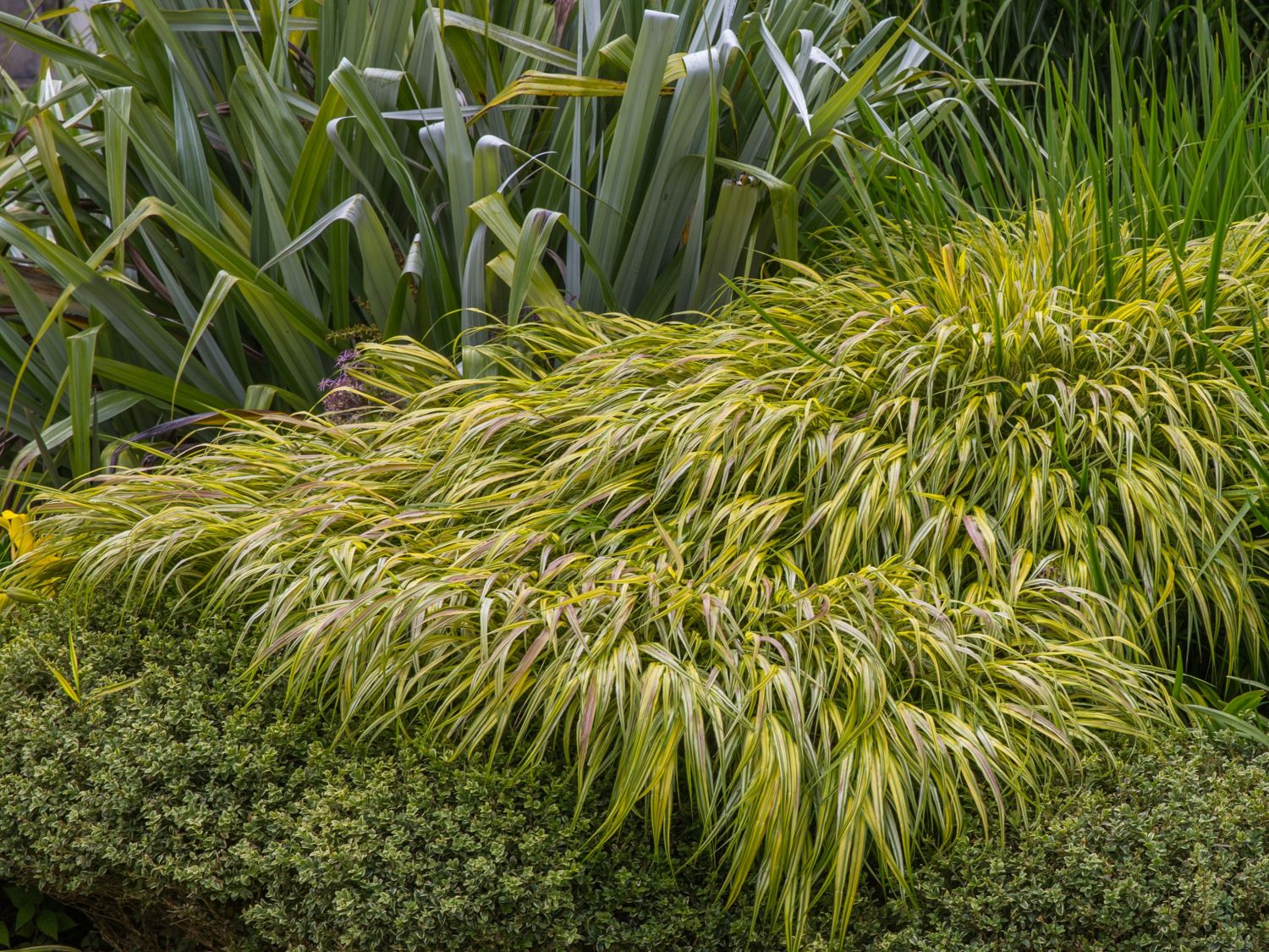 Hakonechloa macra 'Aureola'