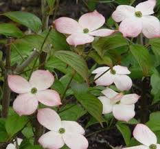 Cornus Kousa Stellar Pink